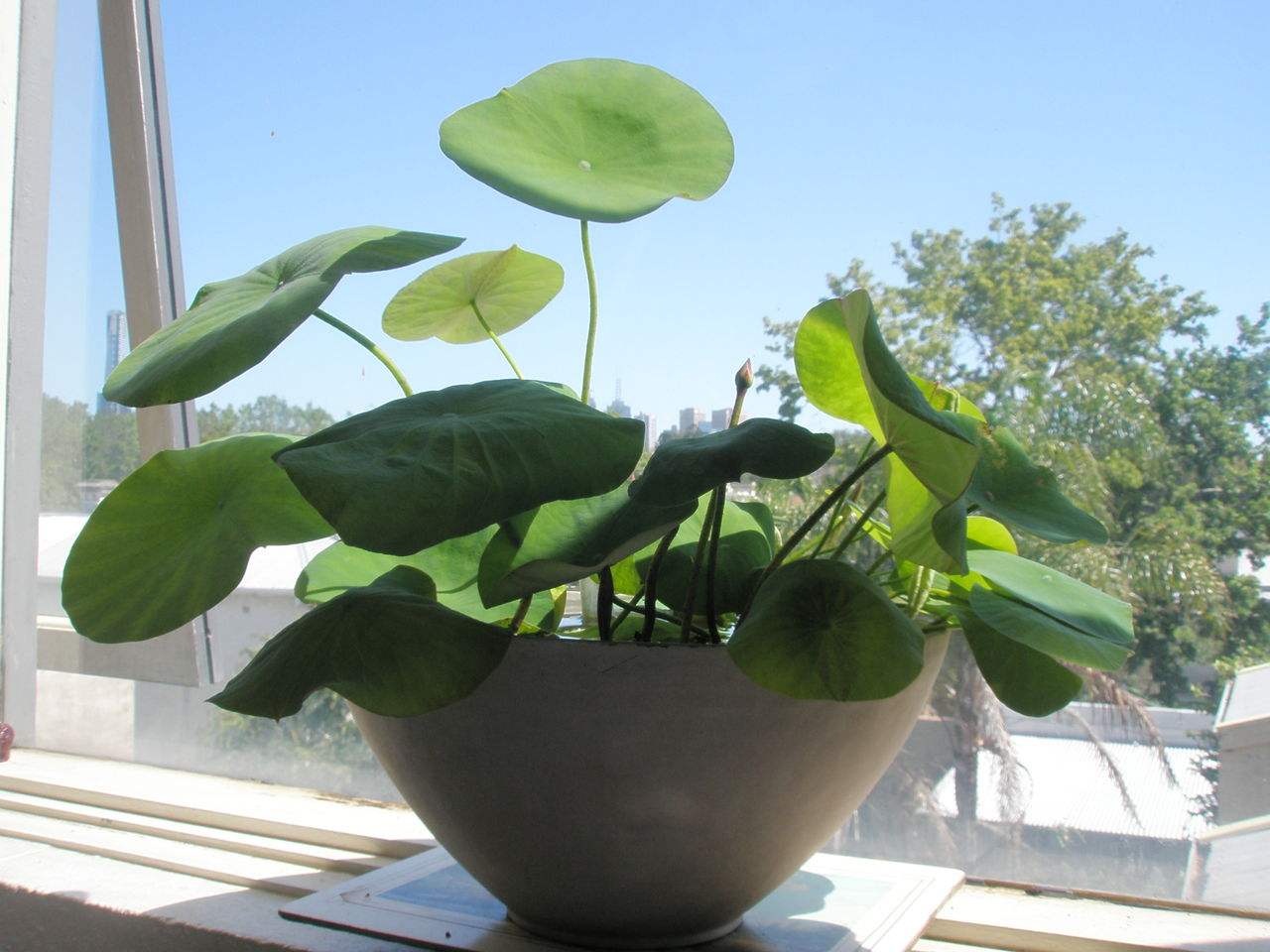 長春藤可吸收甲醛，蘆薈在晚上可吸收二氧化碳進(jìn)行治理