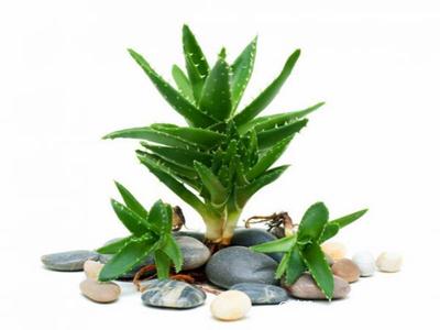 去除房間甲醛的植物有哪些？