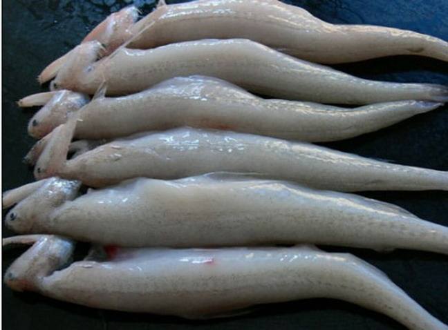 黑心商家添加甲醛讓蝦蟲孱“保鮮”？