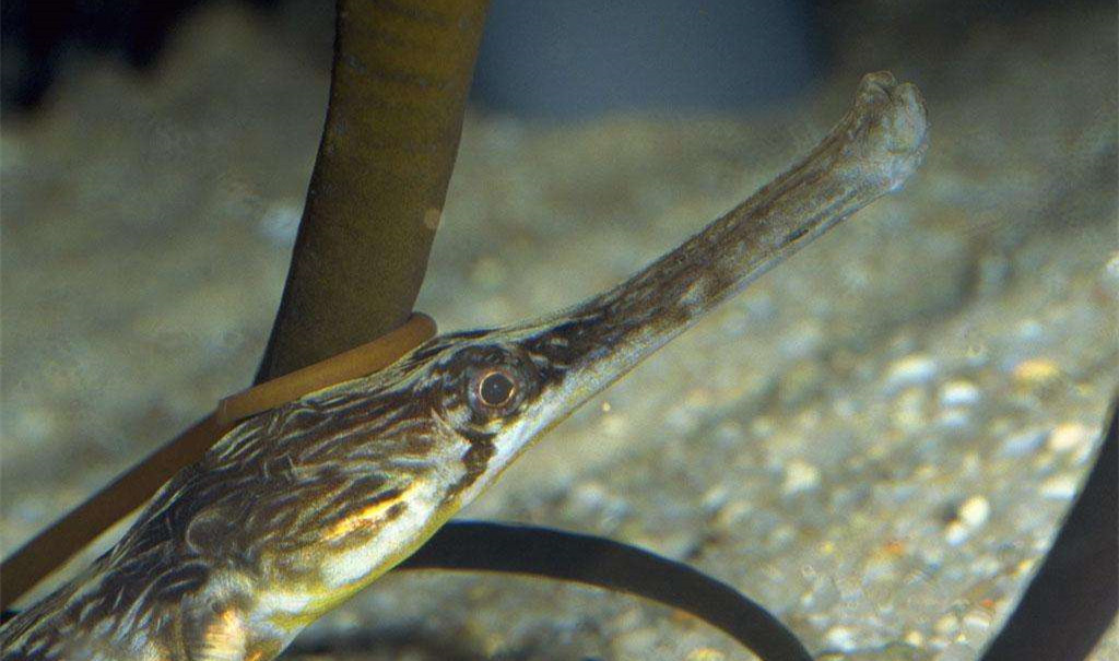 黑心商家添加甲醛讓蝦蟲孱“保鮮”？