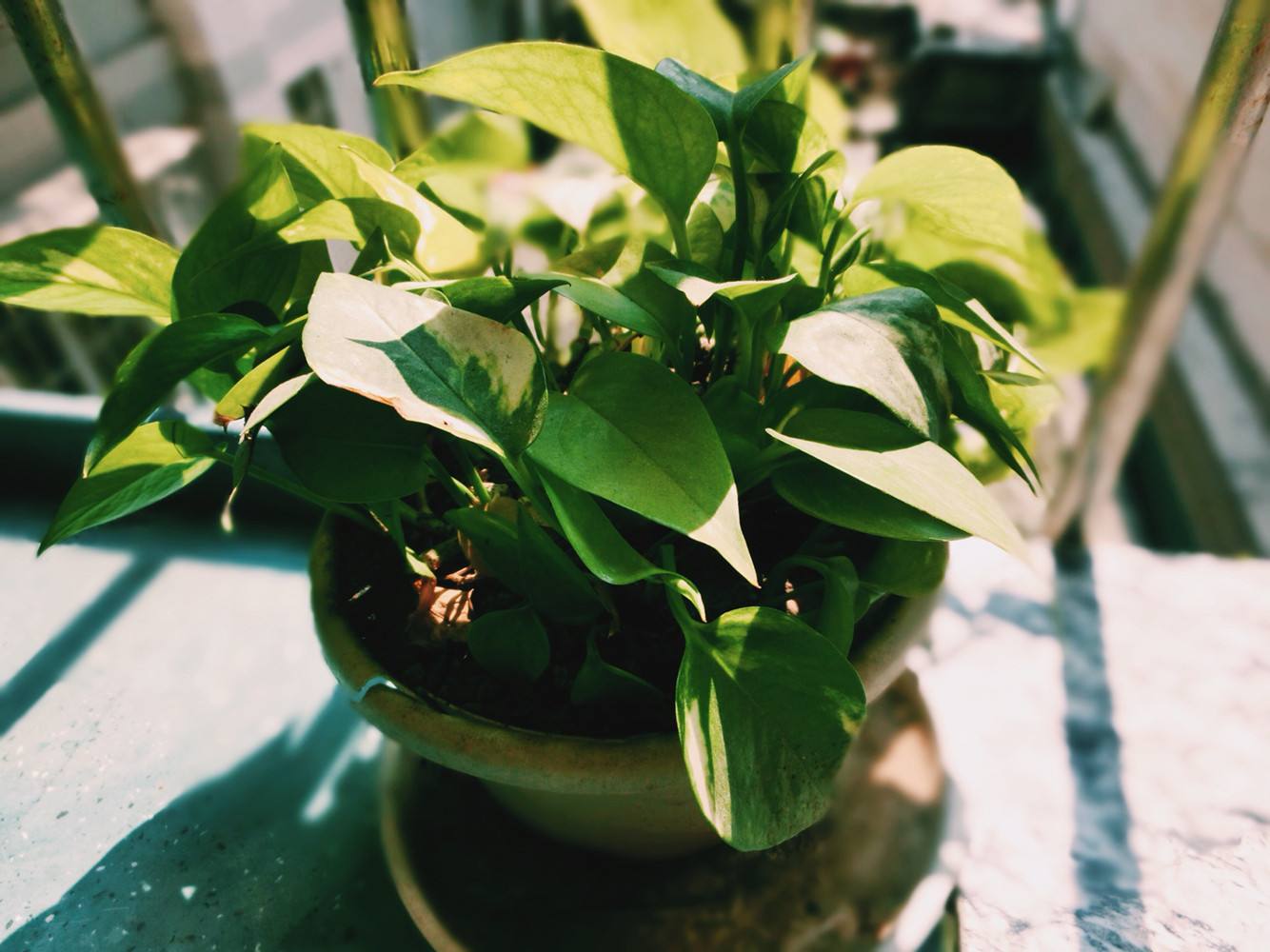 植物能治理甲醛嗎？科學(xué)使用植物很重要