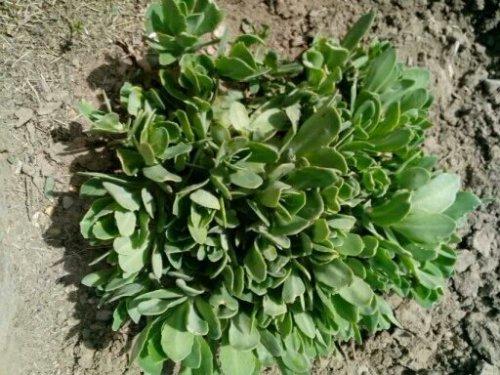 哪些植物可以除甲醛，本事***呢？