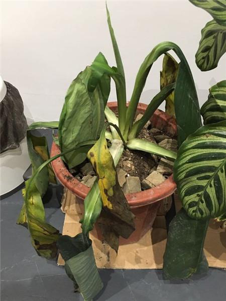 那些年，令我們哭笑不得的除甲醛經(jīng)歷……