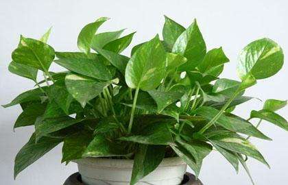 什么植物可以凈化空氣？