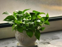 我們常常聽(tīng)說(shuō)的甲醛治理方法效果如何？