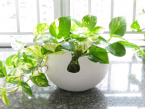 除甲醛，刻不容緩，專家教你如何除甲醛最有效