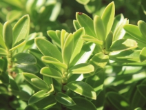 用這五個(gè)辦法進(jìn)行去除房間甲醛，入住后，絕不后悔！