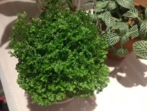 這幾種植物擺家中，空氣清新一整年！