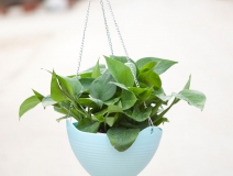 綠蘿除甲醛的效果怎么樣？