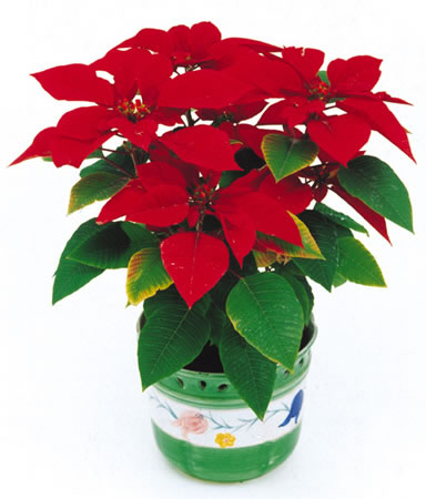 甲醛治理是找除甲醛公司還是自己做好？